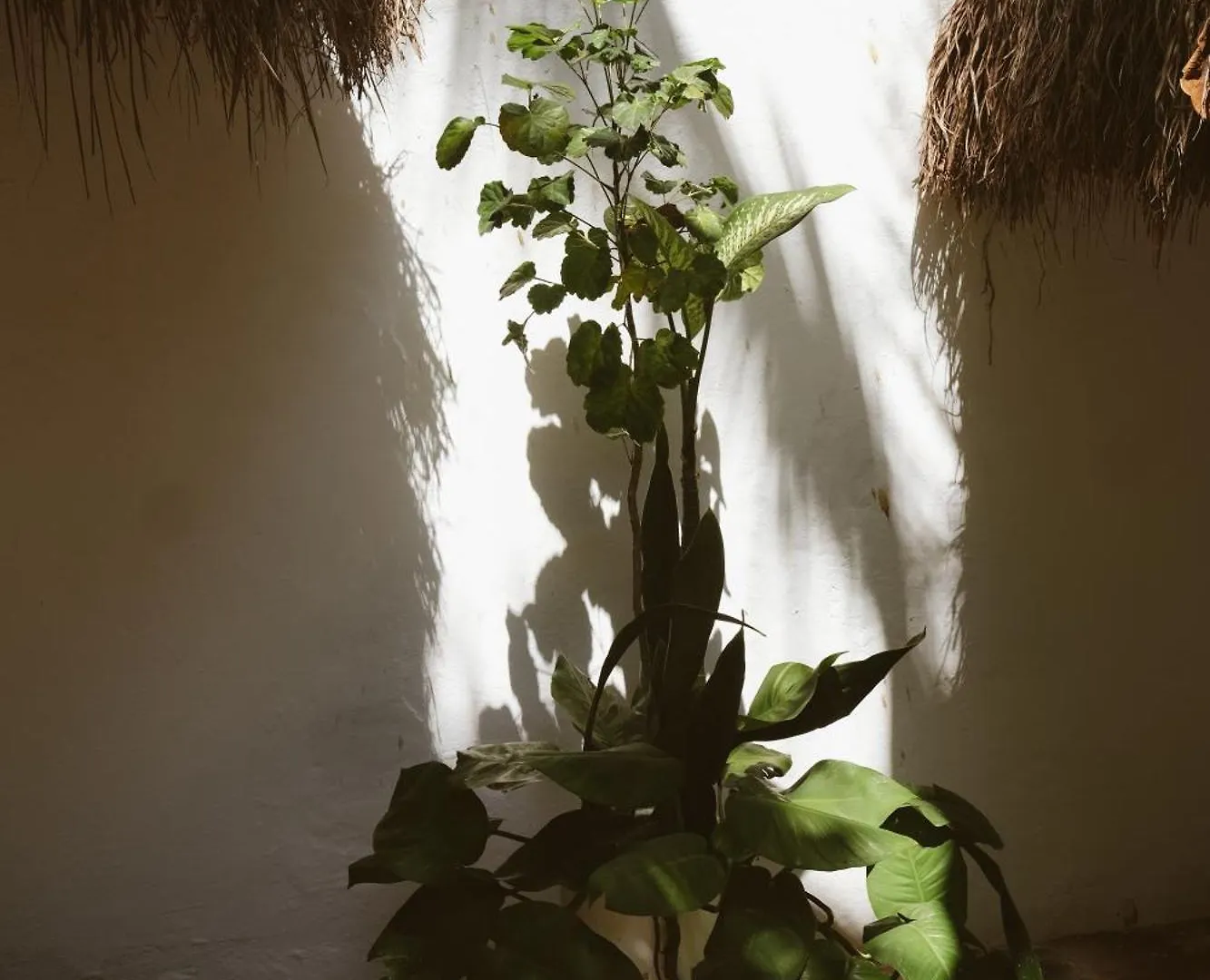 Casa Violeta Hotel Tulum